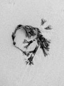 blaaswier (fucus vesiculosus) 9-2014 3955-